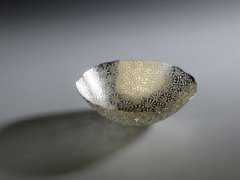 Aulacodiscus
